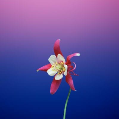 flower aquilegia