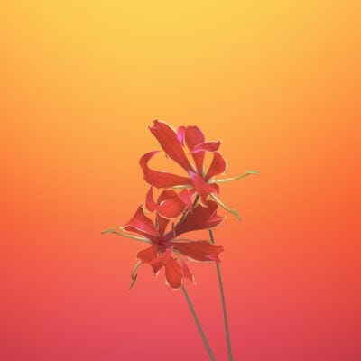Flower GLORIOSA-iOS-11