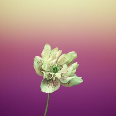 Flower_HELLEBORUS-iOS-11