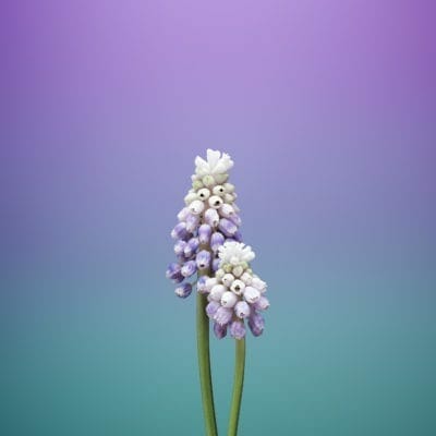 Flower_MUSCARI-iOS-11