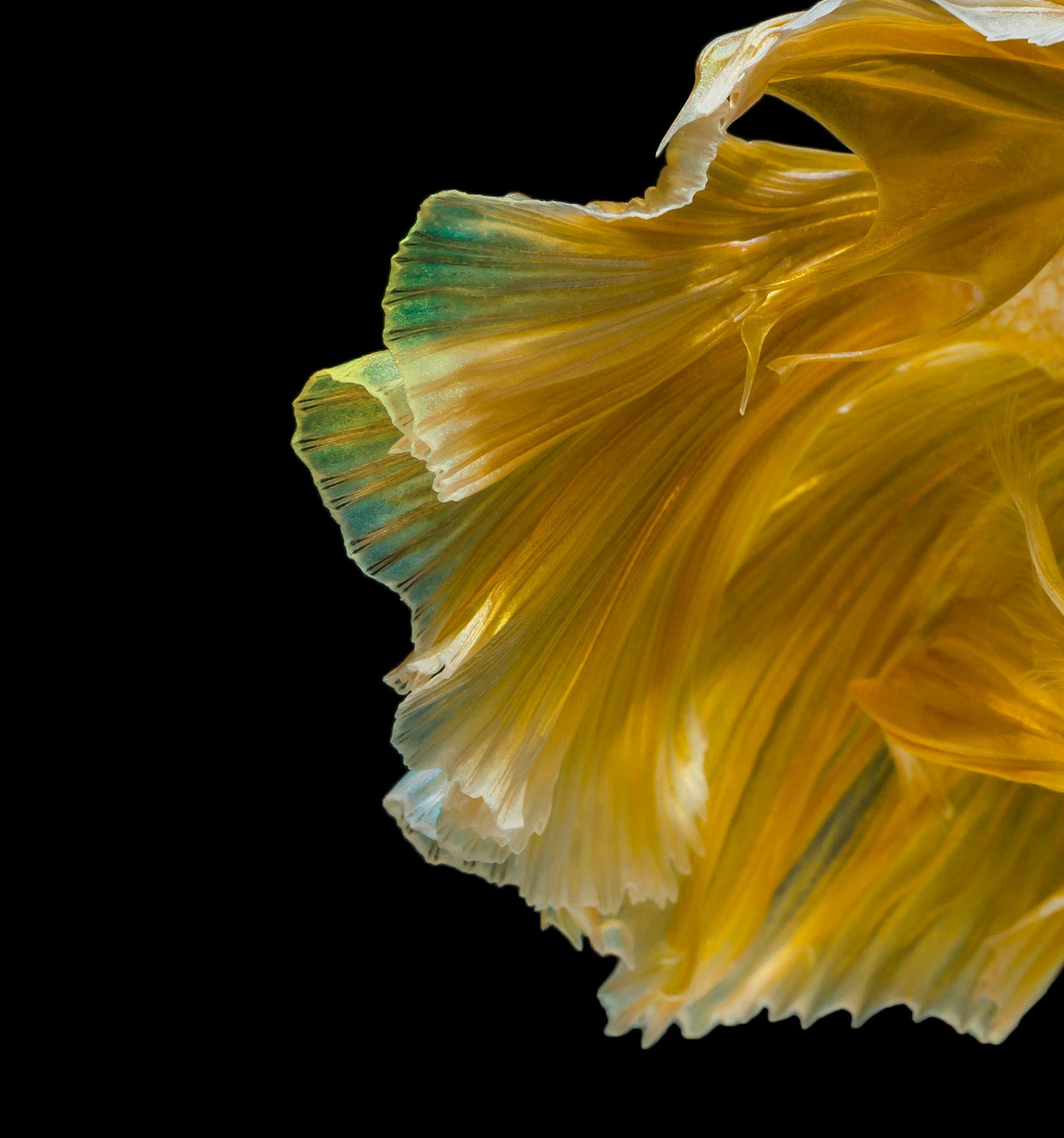 Huawei Nova 4 Stock Wallpapers