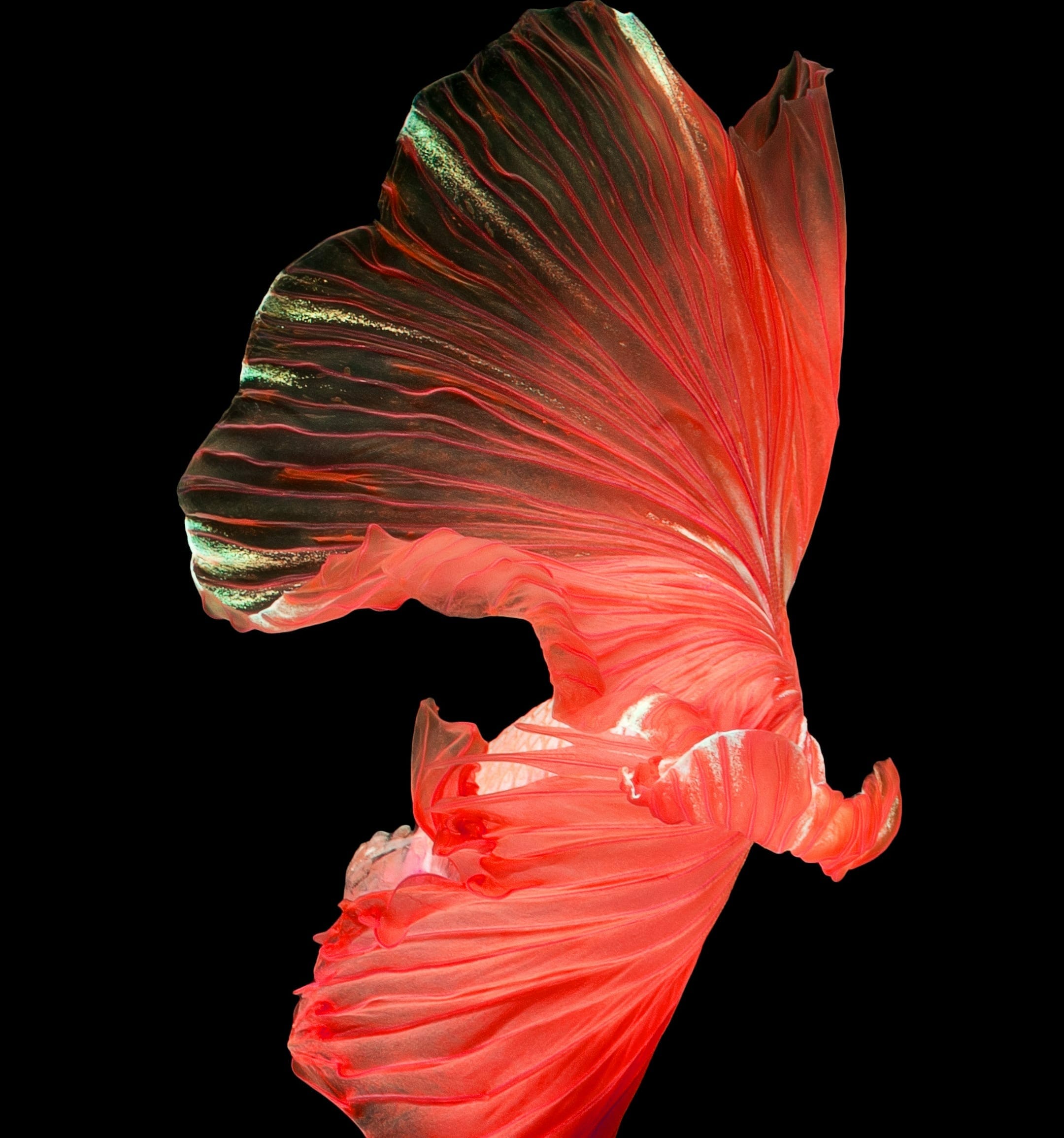 Huawei Nova 4 Stock Wallpapers