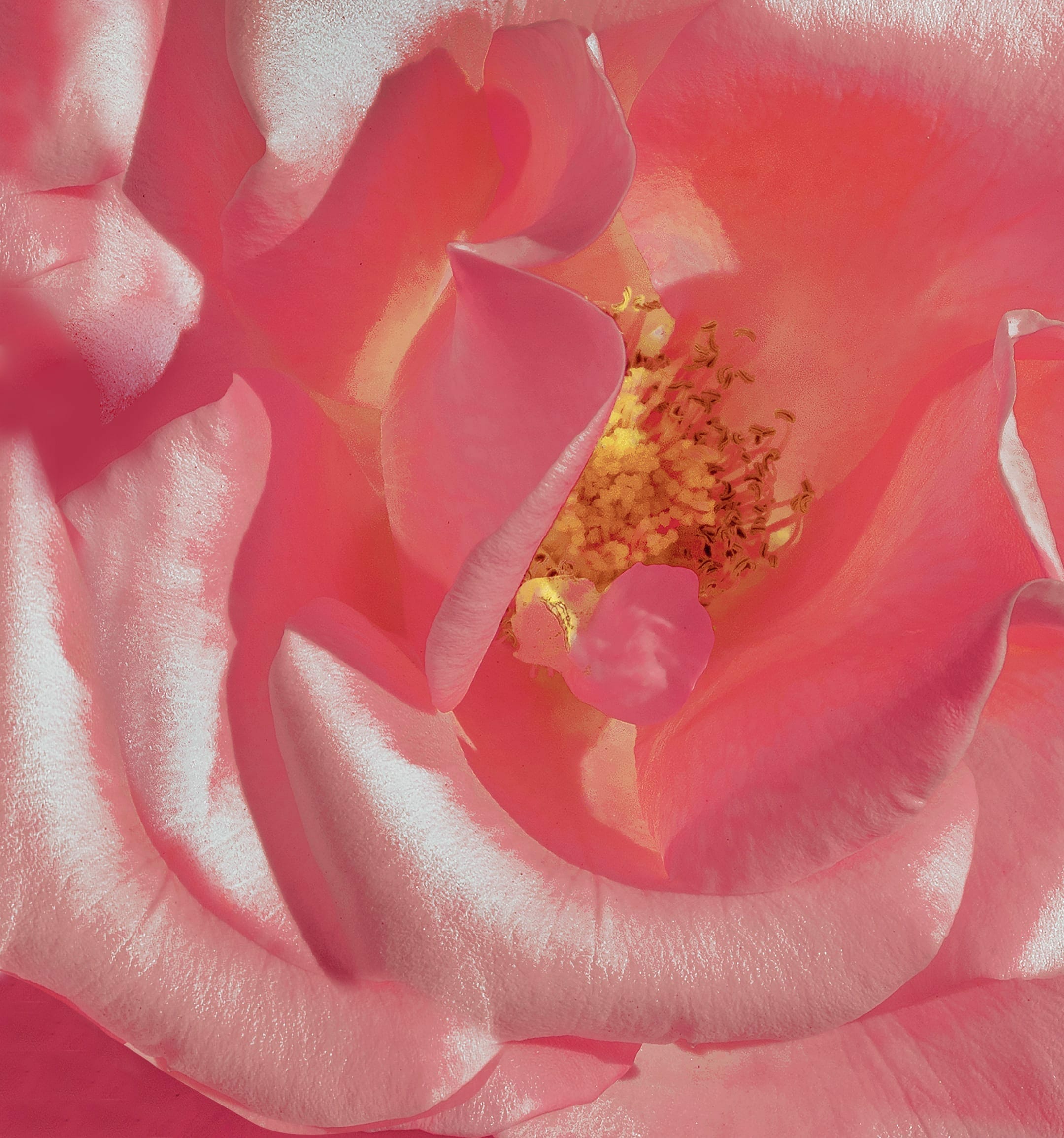 Honor V20 Moschino Edition Stock Wallpapers